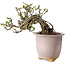 Chaenomeles speciosa, 14 cm, ± 30 jaar oud