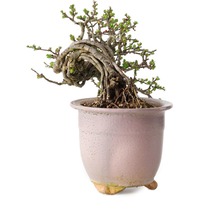 Chaenomeles speciosa, 14 cm, ± 30 ans