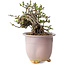Chaenomeles speciosa, 14 cm, ± 30 jaar oud