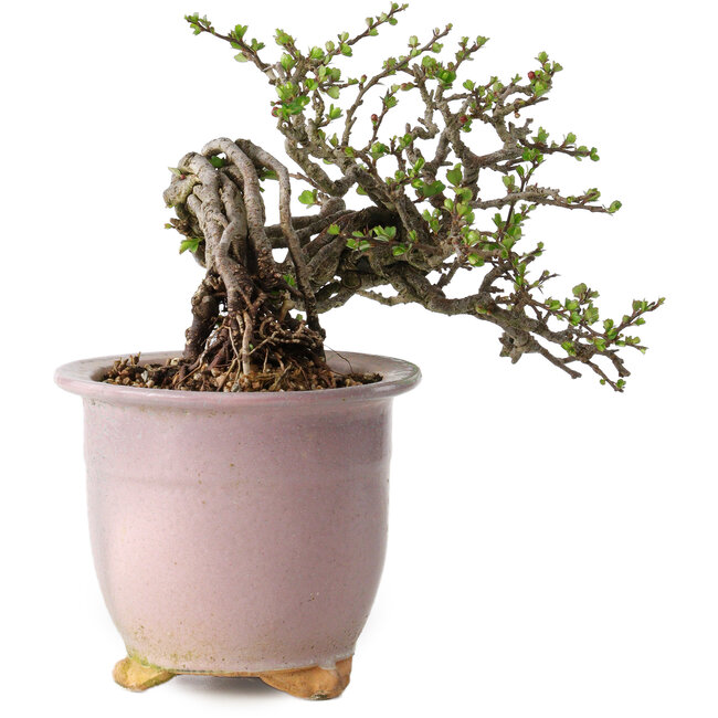 Chaenomeles speciosa, 14 cm, ± 30 Jahre alt