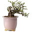 Chaenomeles speciosa, 14 cm, ± 30 years old