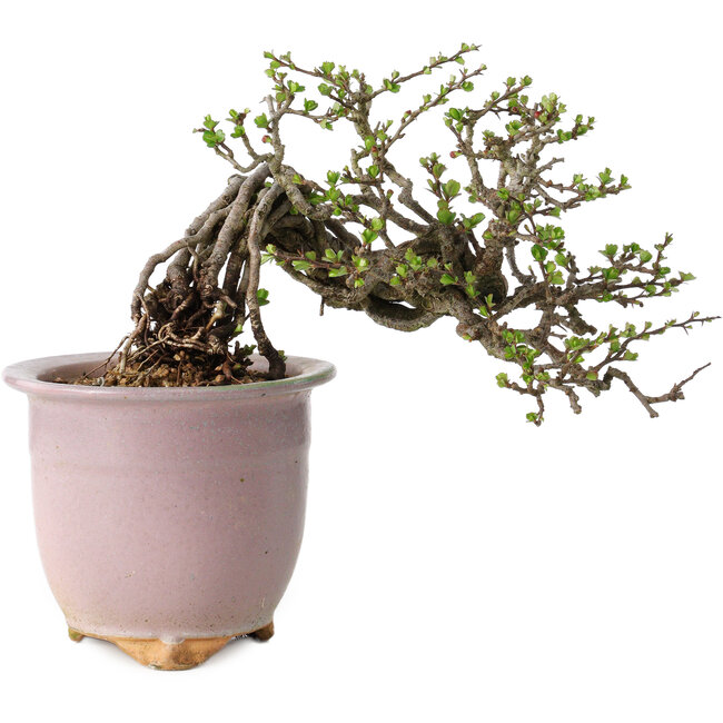 Chaenomeles speciosa, 14 cm, ± 30 ans