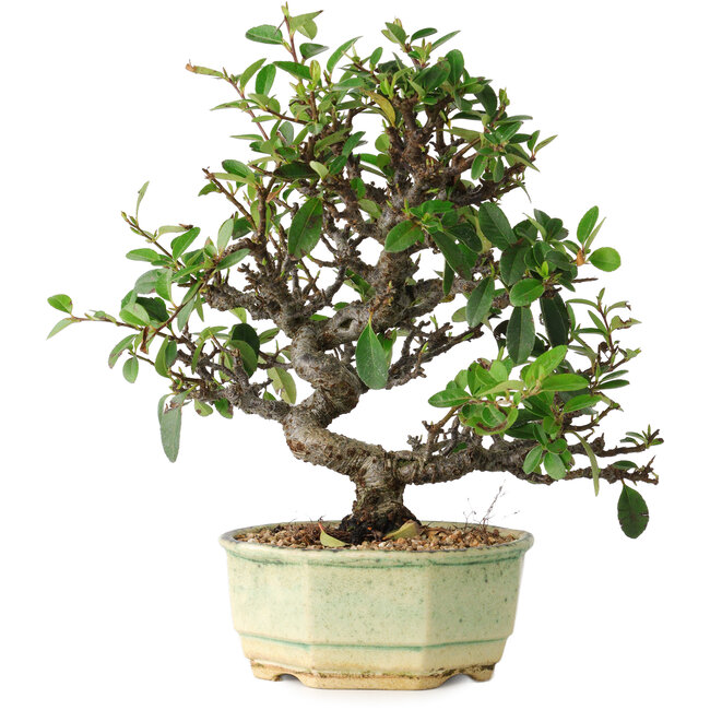 Pyracantha, 20 cm, ± 10 jaar oud