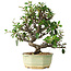 Pyracantha, 20 cm, ± 10 jaar oud