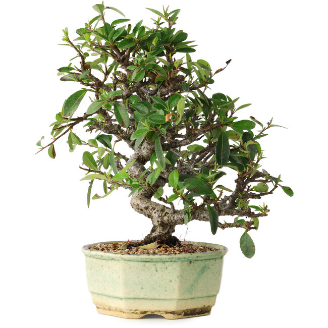 Pyracantha, 20 cm, ± 10 years old