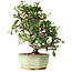 Pyracantha, 20 cm, ± 10 jaar oud