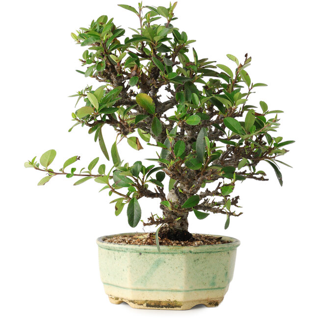 Pyracantha, 20 cm, ± 10 anni