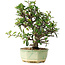 Pyracantha, 20 cm, ± 10 jaar oud
