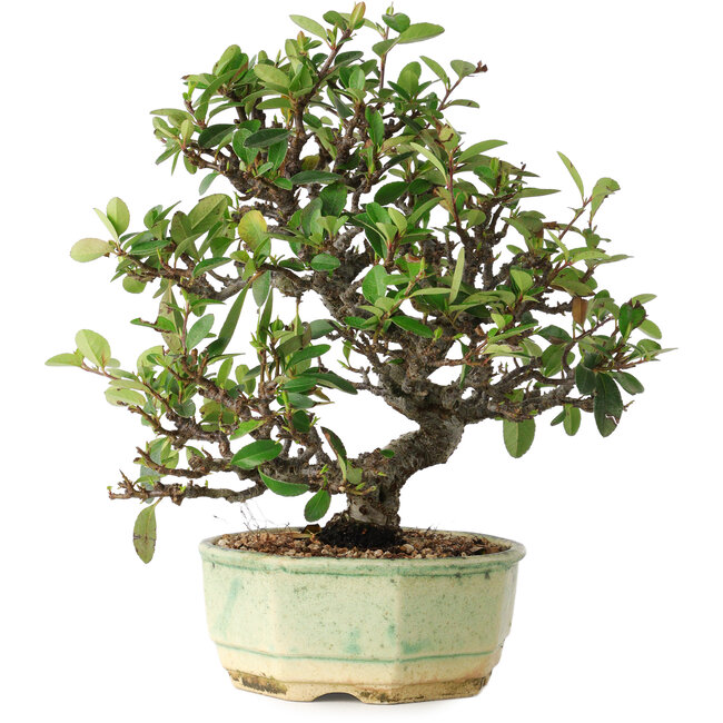 Pyracantha, 20 cm, ± 10 years old