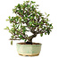Pyracantha, 20 cm, ± 10 jaar oud