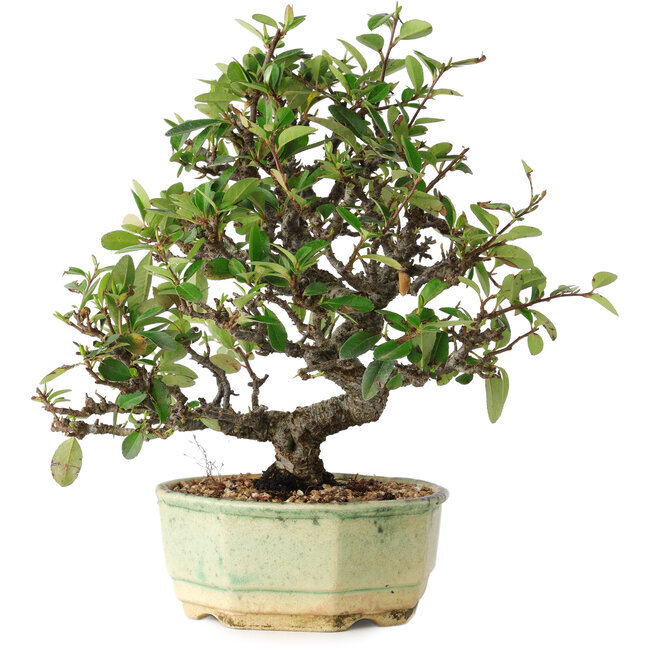 Pyracantha, 20 cm, ± 10 años