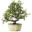 Pyracantha, 20 cm, ± 10 jaar oud