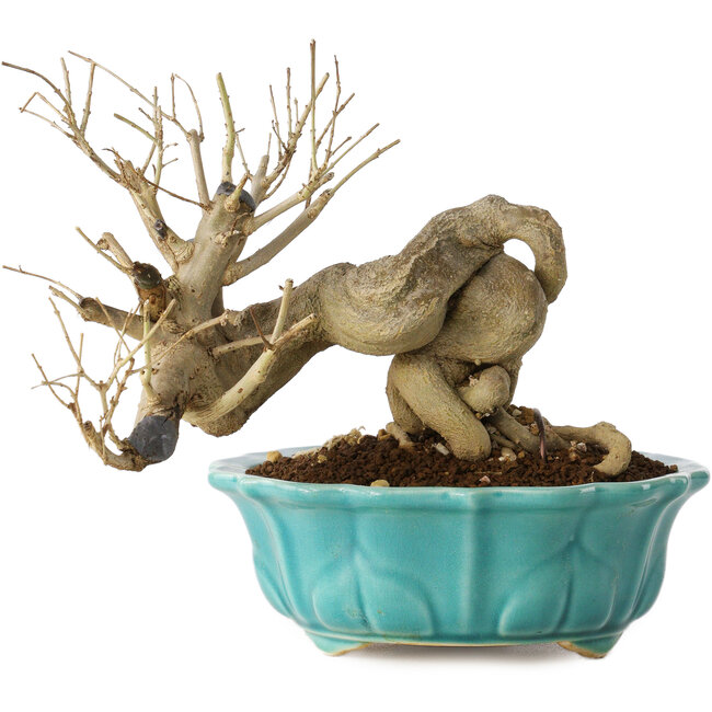 Punica granatum, 14 cm, ± 15 jaar oud