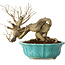 Punica granatum, 14 cm, ± 15 years old