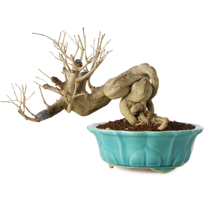 Punica granatum, 14 cm, ± 15 jaar oud