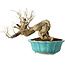 Punica granatum, 14 cm, ± 15 jaar oud