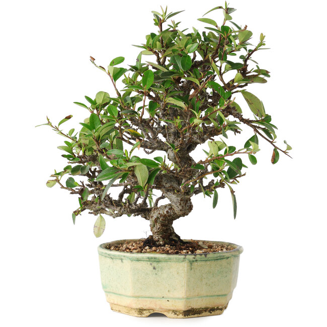 Pyracantha, 20 cm, ± 10 ans