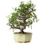 Pyracantha, 20 cm, ± 10 jaar oud