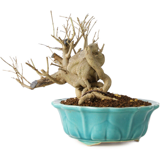 Punica granatum, 14 cm, ± 15 jaar oud