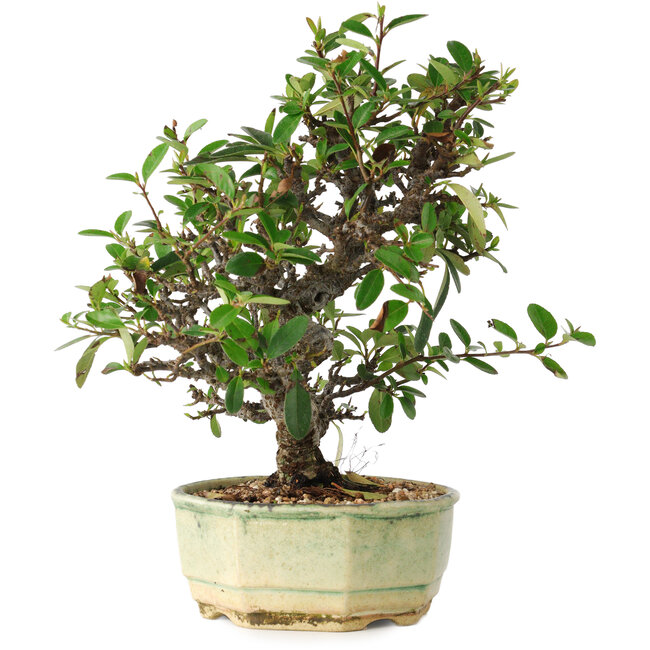 Pyracantha, 20 cm, ± 10 jaar oud