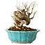 Punica granatum, 14 cm, ± 15 Jahre alt
