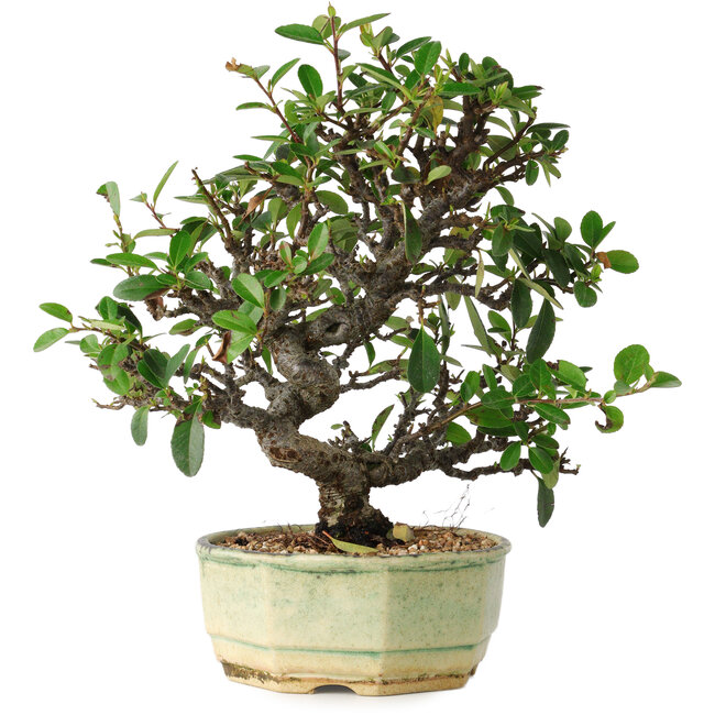 Pyracantha, 20 cm, ± 10 jaar oud