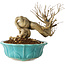 Punica granatum, 14 cm, ± 15 jaar oud