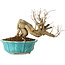 Punica granatum, 14 cm, ± 15 jaar oud