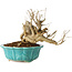 Punica granatum, 14 cm, ± 15 jaar oud