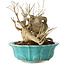 Punica granatum, 14 cm, ± 15 Jahre alt