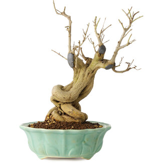 Punica granatum, 21 cm, ± 15 jaar oud