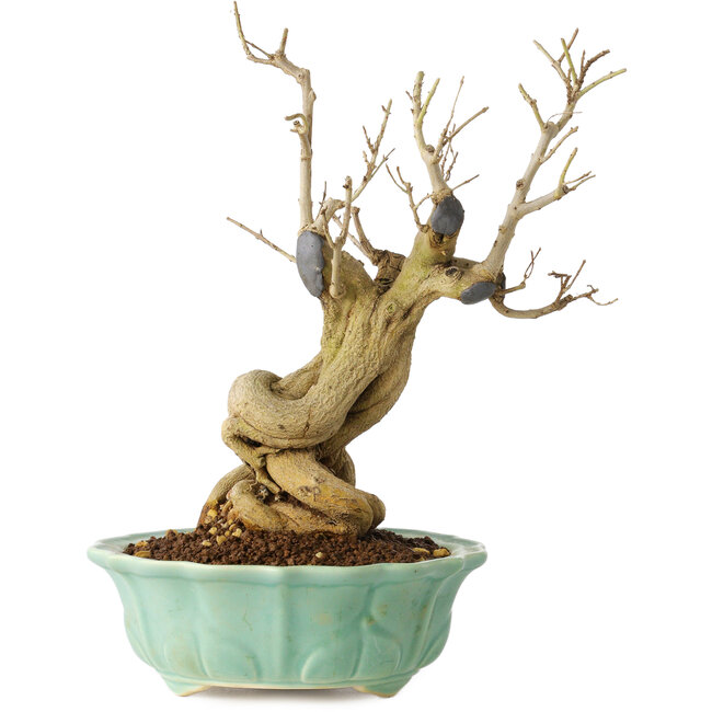 Punica granatum, 21 cm, ± 15 years old