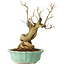 Punica granatum, 21 cm, ± 15 years old