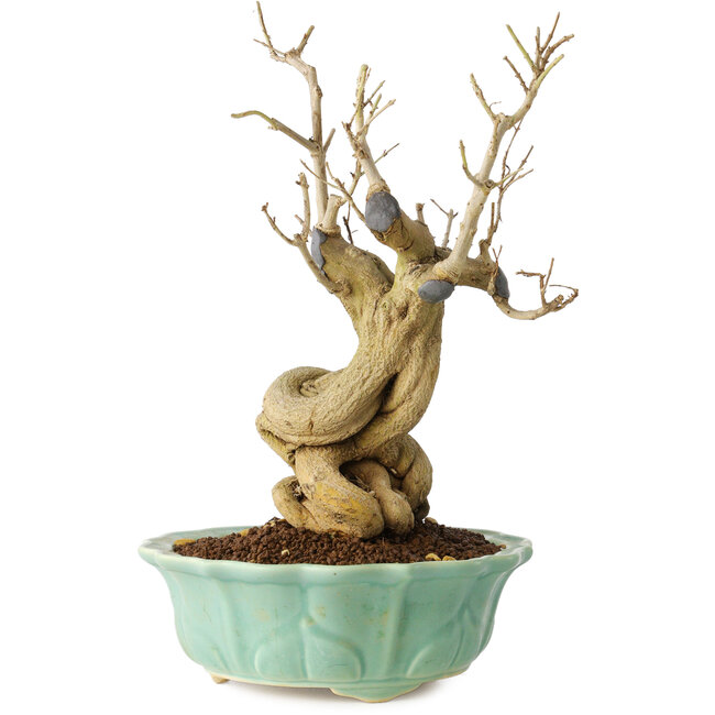 Punica granatum, 21 cm, ± 15 years old
