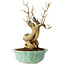 Punica granatum, 21 cm, ± 15 years old