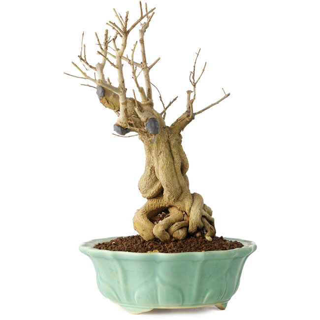 Punica granatum, 21 cm, ± 15 years old