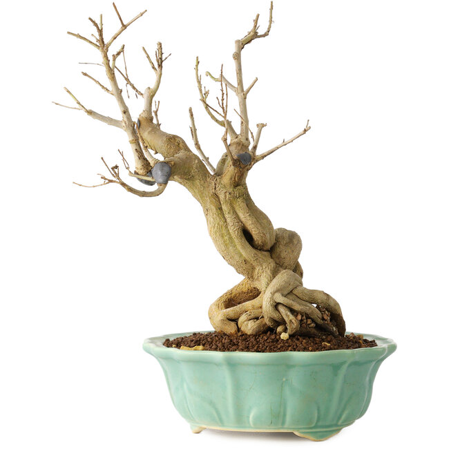 Punica granatum, 21 cm, ± 15 años