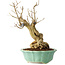 Punica granatum, 21 cm, ± 15 years old