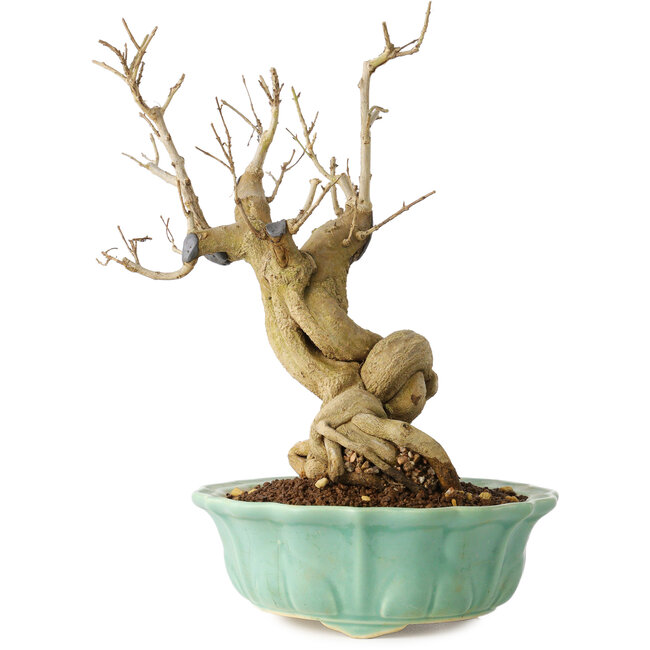 Punica granatum, 21 cm, ± 15 Jahre alt
