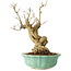 Punica granatum, 21 cm, ± 15 years old