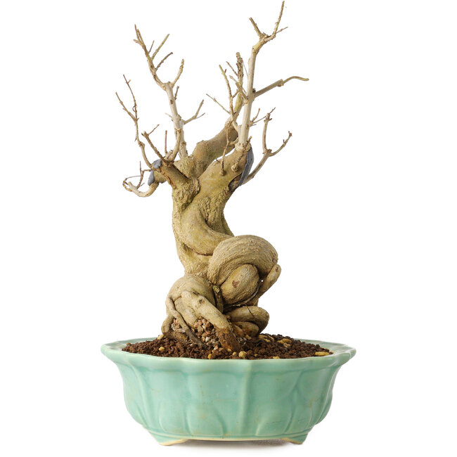 Punica granatum, 21 cm, ± 15 años