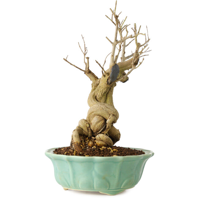 Punica granatum, 21 cm, ± 15 Jahre alt