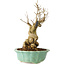 Punica granatum, 21 cm, ± 15 years old