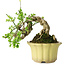 Jasminum nudiflorum, 14 cm, ± 20 years old
