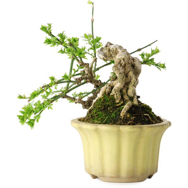 Jasminum nudiflorum, 14 cm, ± 20 anni