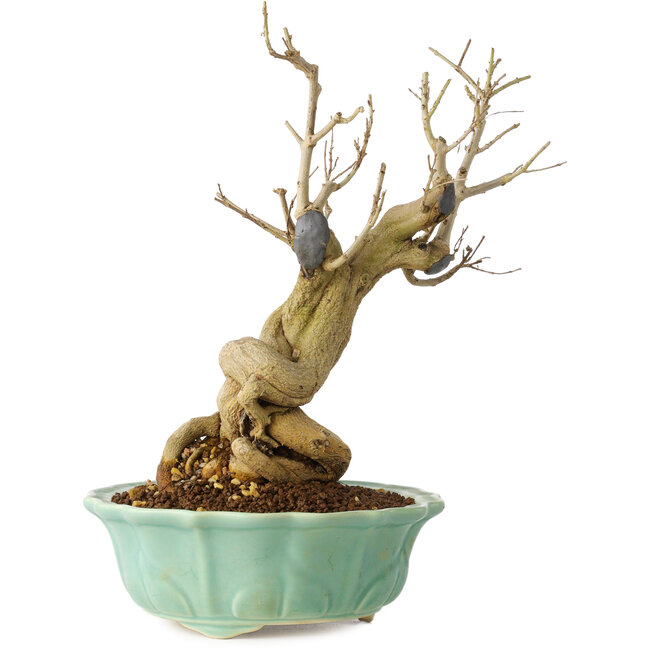 Punica granatum, 21 cm, ± 15 Jahre alt