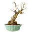 Punica granatum, 21 cm, ± 15 years old