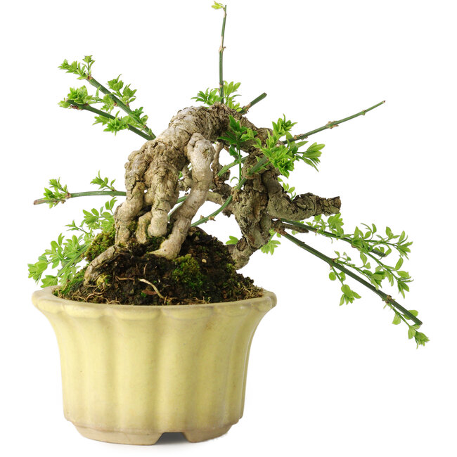 Jasminum nudiflorum, 14 cm, ± 20 ans