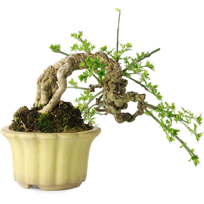 Jasminum nudiflorum, 14 cm, ± 20 jaar oud