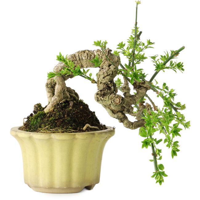 Jasminum nudiflorum, 14 cm, ± 20 anni